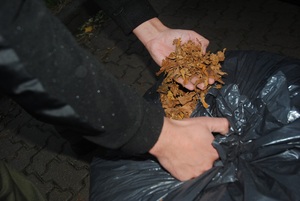 Ujawniony susz tytoniowy wart blisko pół miliona złotych 