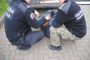 Ujawniony susz tytoniowy wart blisko pół miliona złotych 