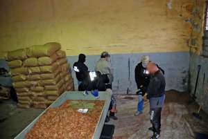 Zlikwidowana nielegalna krajalnia tytoniu 