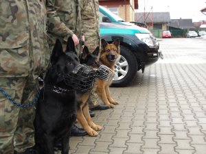 Dikon i przyjaciele 