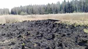 Pożar w Puszczy Białowieskiej 