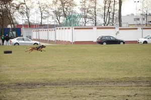 VI zawody psów służbowych POSG 