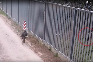 Cudzoziemiec atakujący polski patrol 