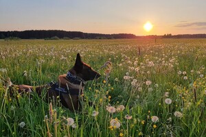 Pies służbowy POSG 