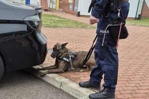 Szkolenie psów służbowych Pies z Policjantem przy czarnym aucie