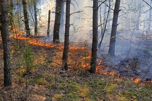 Funkcjonariusze Straży Granicznej pierwsi na miejscu zdarzenia Na zdjęciu widać płonącą trawę z drzewami.